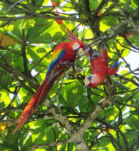 Macaws at PJ