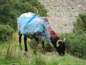 love the coloured sheep!