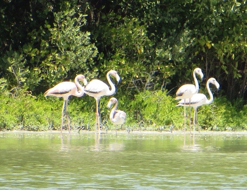 Flamingos at Celestun