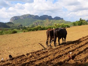 oxen ploughing a field in Vinales