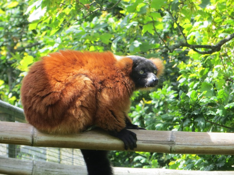 Red Lemur