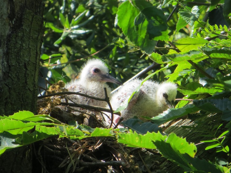 Heron Chicks