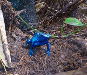 Blue Jeans Frog 
