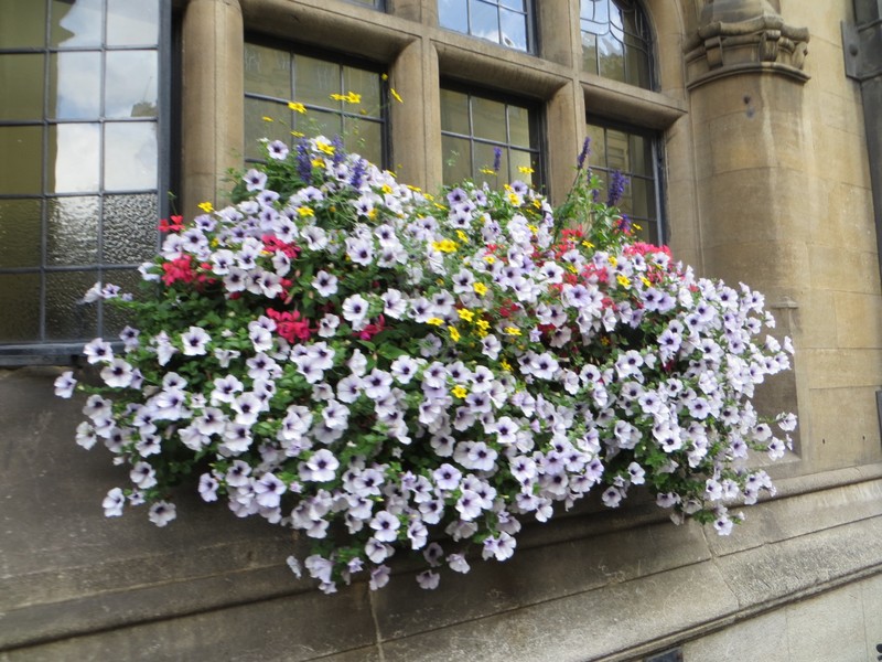 Love the way the window baskets grow in England! 