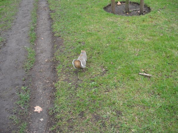 Stalking Squirrels in St Jame's Park