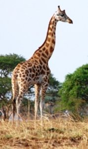 Posing giraffe