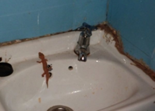 This little lizzard was squeezed out of the tap when I was washing my hands - I think we were both equallly surprised!