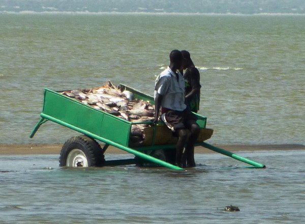 A fisherman on the lake Turkana with lots of Telapia.