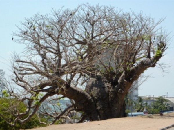 One of the old trees in the baobab forest close to the ferry.