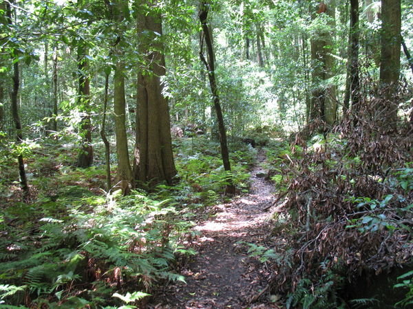 Leura Forest