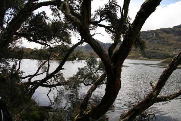 Quinua Trees by a Lake