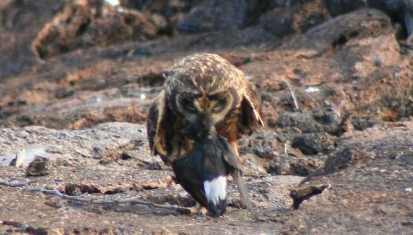 Short-eared owl snacking on a petrel