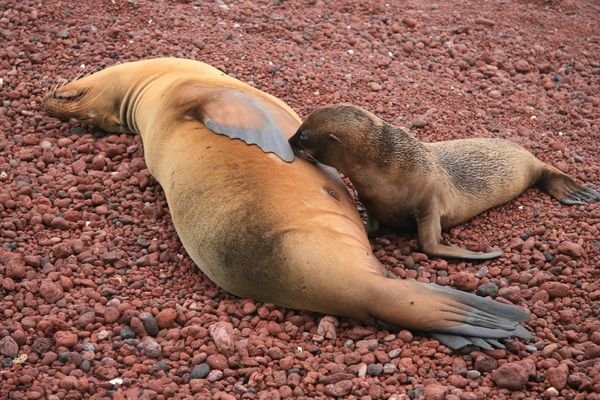 Mother sea lion nursing pup