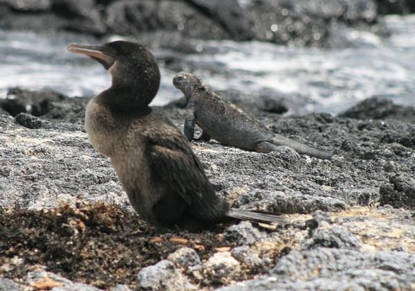 Flightless Cormorant on Nest