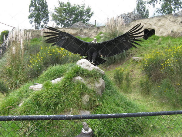 Captive Condor