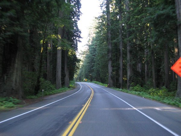 Redwood Forest