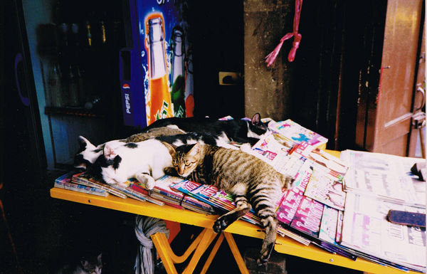 Buy 1 magazine, get 1 free cat, Bangkok