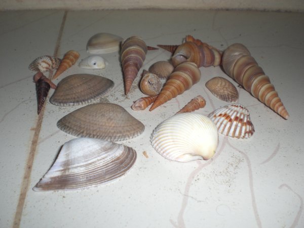 Shells from Tarkarli beach
