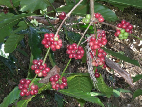 Coffee (No really it looks like this before its picked/dried)