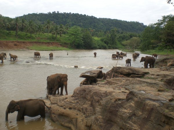 Elephant Sanctuary 1