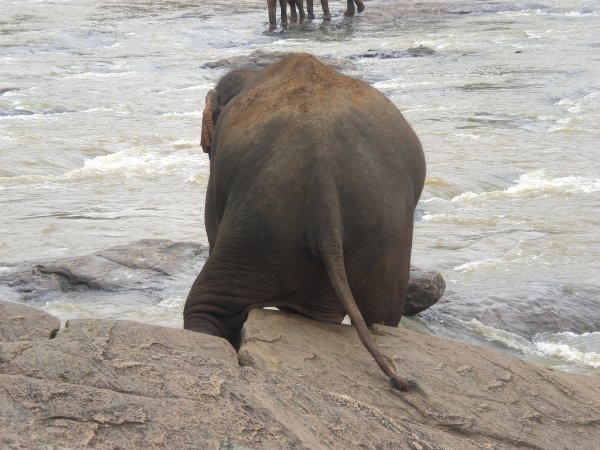 Elephant Scratching!