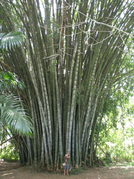 Botanical Gardens HUGE bamboo!