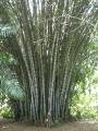 Botanical Gardens HUGE bamboo!