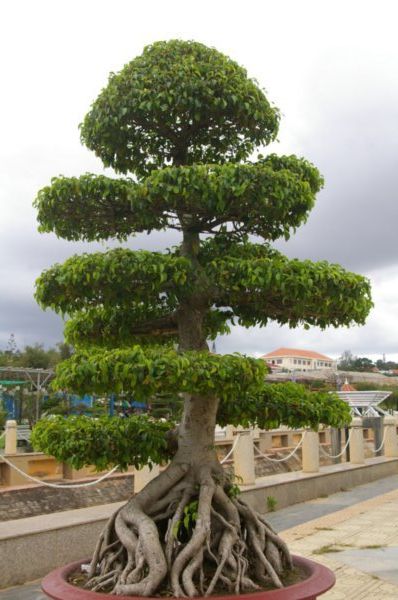 Flower Garden - Crazy Mini bonsai type trees!