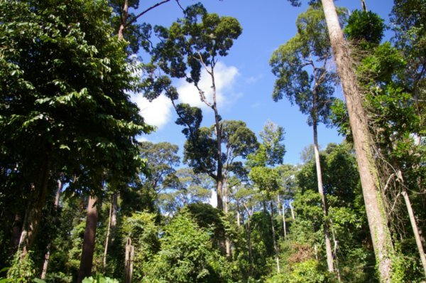 Beatiful Bornean rainforest