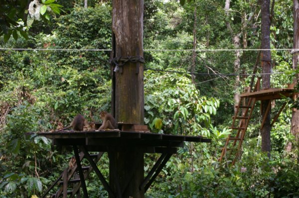 Feeding platforms in the trees where the orangutans come at feeding time
