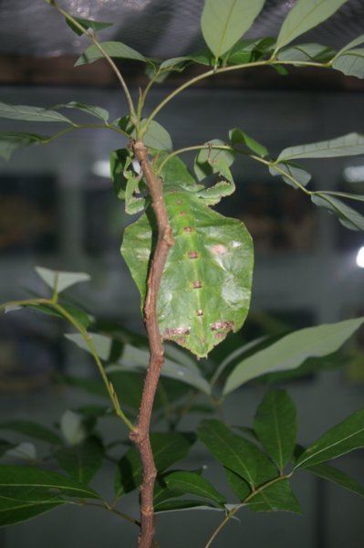 Not stick insects but leaf insects