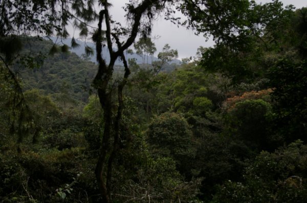 Cameron Highlands walks in the rainforest