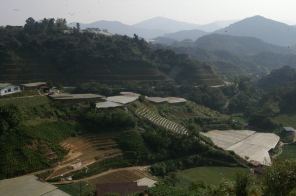 The agricultural area of the Cameron Highlands
