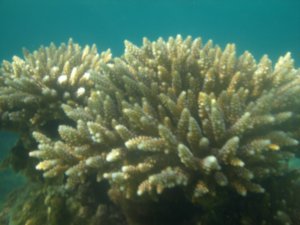 Half descent coral photo!