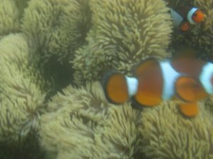 Nemo, comeback!