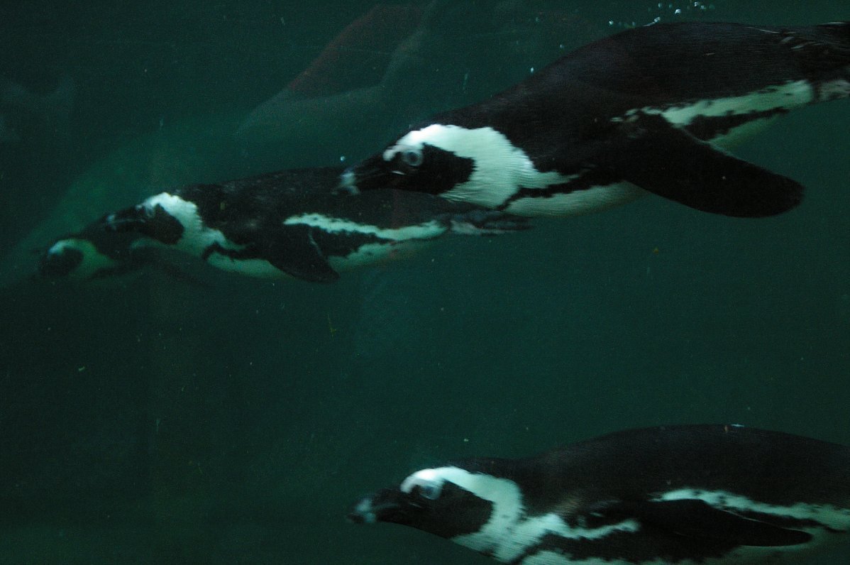 Penguins @ Zoo