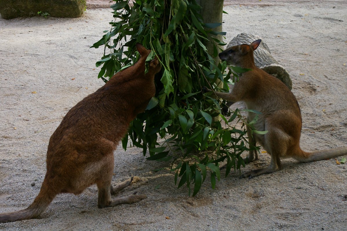 Kangaroos @ Zoo