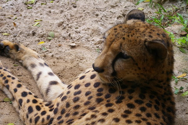 Cheetah up close at the Zoo