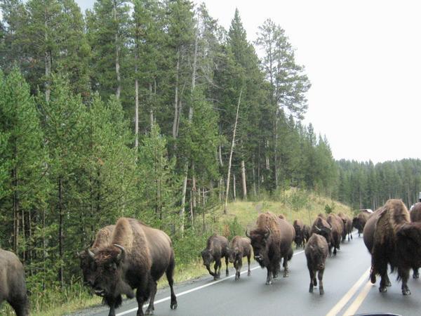 Bison as oncoming traffic