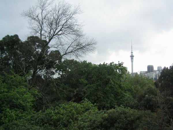 Skytower in Auckland
