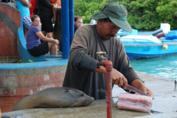 At the fish market in Puerto Ayora