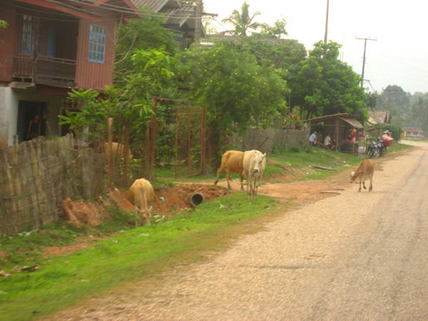 Random Cows in the road - the norm for Laos!