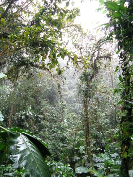 The Santa Lucia Cloud Forest