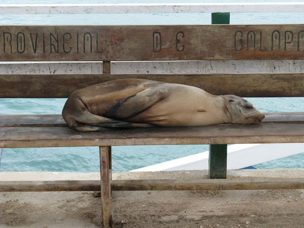 Sea Lion at Baltra Harbour