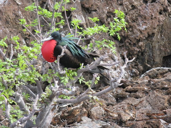Frigate Bird with Pouch Inflated