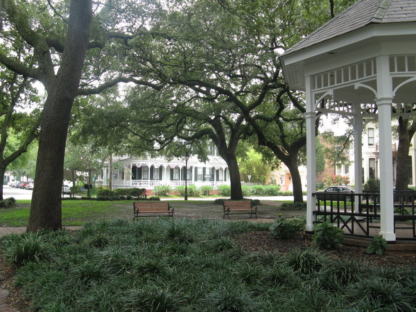Savannah square scene