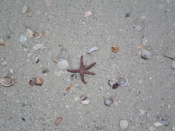 Starfish with the shells