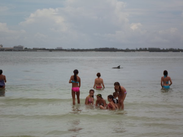 Dolphin off of Sanibel Island 