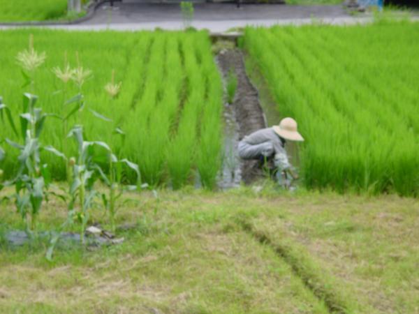Old woman working in the rice paddy