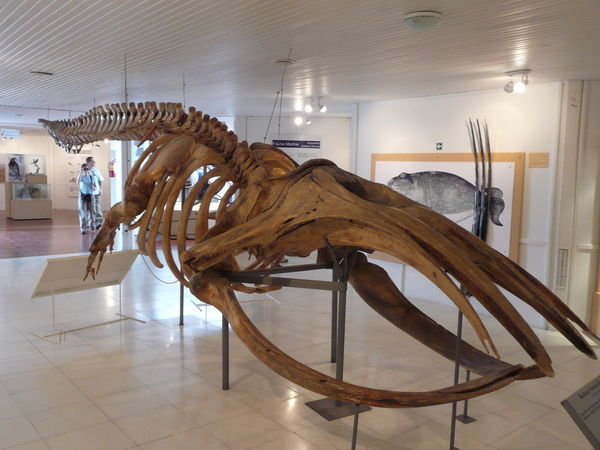 Skeleton of a 2 year old whale